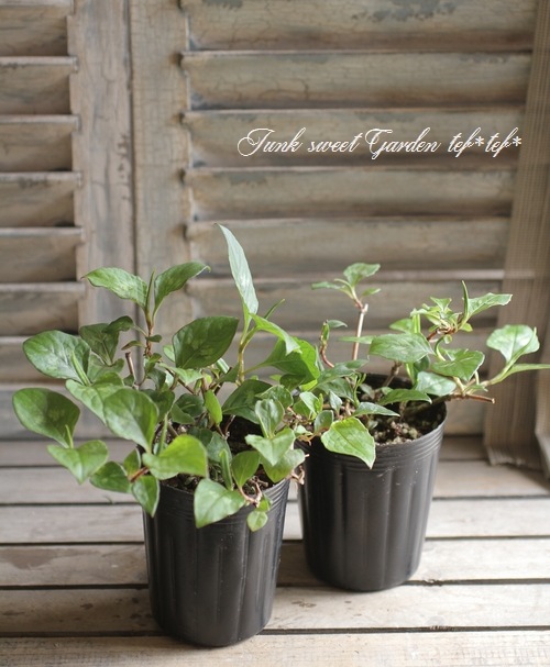 <i>Persicaria capitata<i><i><BR><BR>���꡼��Ϥ�������<BR>�ڥ륷���ꥢ<BR>�إ��꡼���