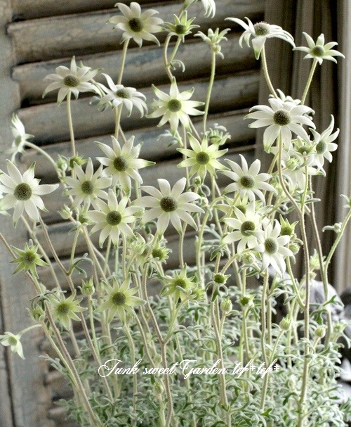 <i>Actinotus helianthi<BR><BR>�����ʼ�ե��ͥ�ե��إԥԡ�