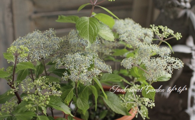 i>Hydrangea hirta</i><BR><BR>原種系・山紫陽花<BR>『奥多摩小紫陽花