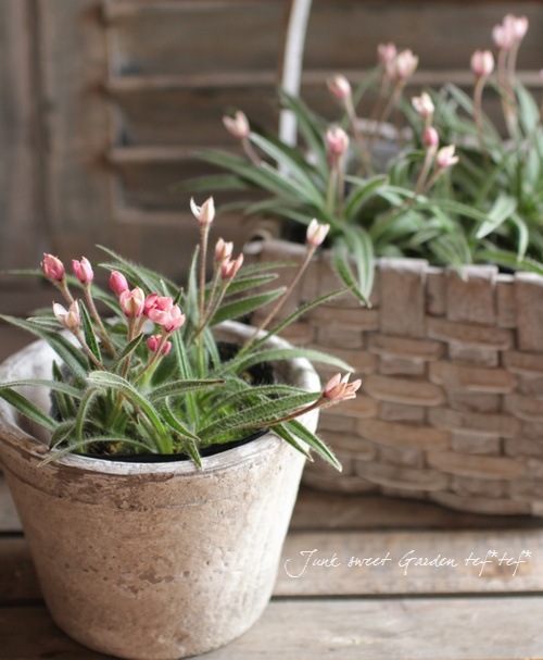 Ȭ�ź餭���åĺ� �����ɥҥݥ��������إ��塼��å׺餭��