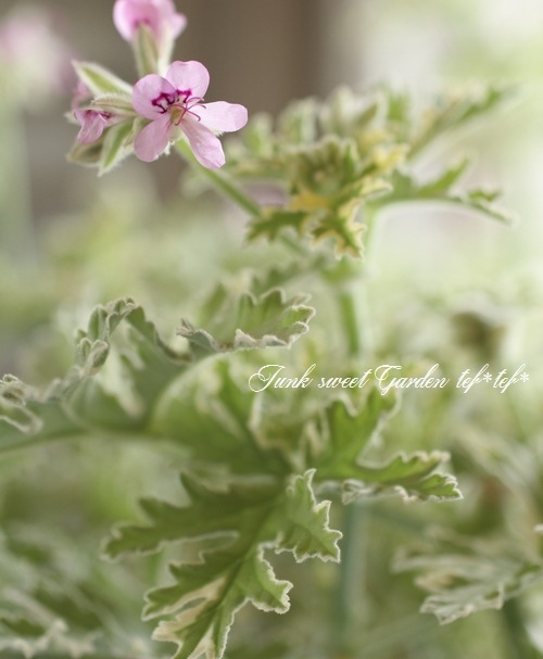 I Pelargonium Variegatum I Br Br 宿根斑入りピンク花 Br ハーブローズゼラニウム Br レディープリマス すべての商品 Junk Sweet Garden Tef Tef I Pelargonium Variegatum I Br Br 宿根斑入りピンク花 Br ハーブローズゼラニウム Br レディープリマス すべての商品 Junk Sweet Garden Tef Tef