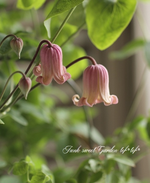 I Clematis I Br Br ベル咲きクレマチス Br ヴィオルナ系 ソネット すべての商品 Junk Sweet Garden Tef Tef