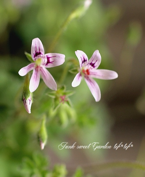 Fugue Muskara Pelargonium ムスカラペラルゴニウム フエギア1833｜Muskara Pelargonium ムスカラ ペラルゴニウム 5ml