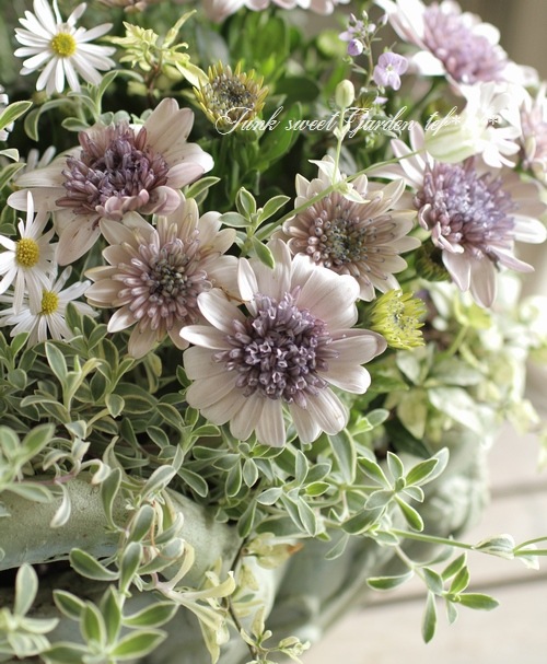 tef*tef*寄せ植え<BR>2015 * no47 *<BR><BR>八重咲きオステオスペルマ