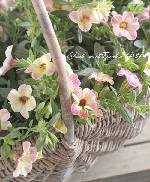 カリブラコア・カメレオン 『ピンクグレイス』 | すべての商品