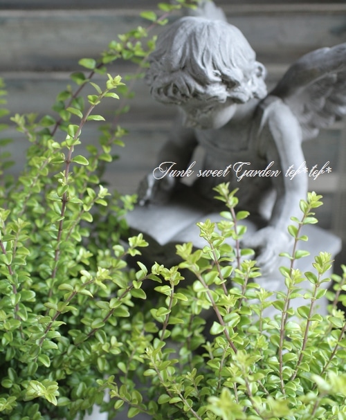 ロニセラ・ニティダ 『オーレア』 | すべての商品 | | Junk sweet