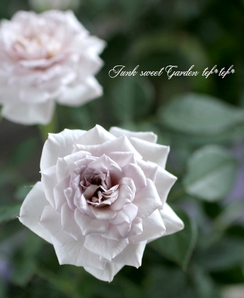 ミニバラ 『ウィンターマジック』 強香 | すべての商品 | | Junk sweet