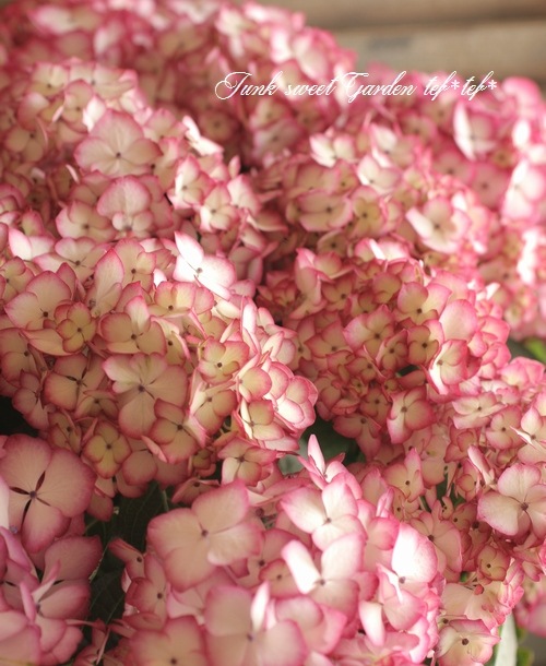 <i>Hydrangea</i><BR><BR>����ȭ�����۲�<BR>��BENI�ѡ��ץ��