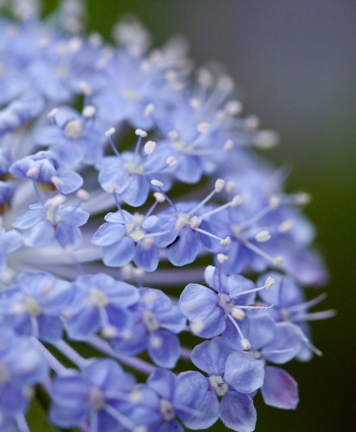 I Trachymene Caerulea I Br Br ディディスカス Br ブルーレースフラワー すべての商品 Junk Sweet Garden Tef Tef I Trachymene Caerulea I Br Br ディディスカス Br ブルーレースフラワー すべての商品 Junk Sweet Garden Tef Tef