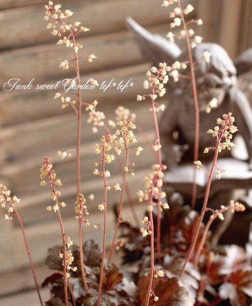 <i>Heuchera hybrid</i><BR><BR>ҥ塼<BR> إСǥ