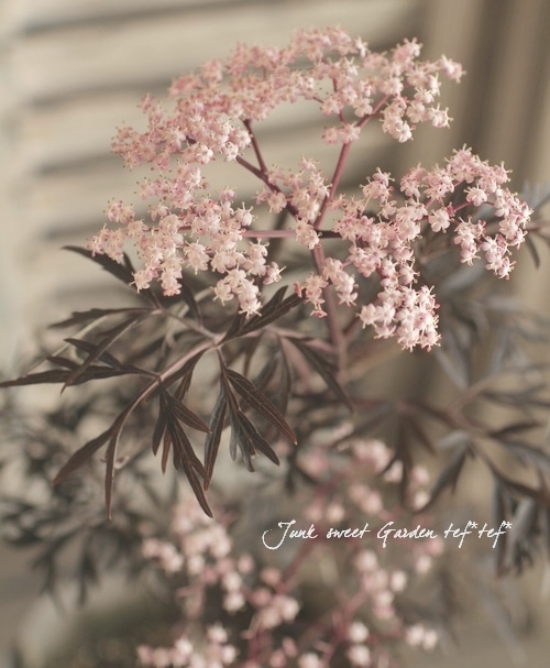 i>Sambucus nigra</i><BR><BR>落葉低木・サンブカス<BR