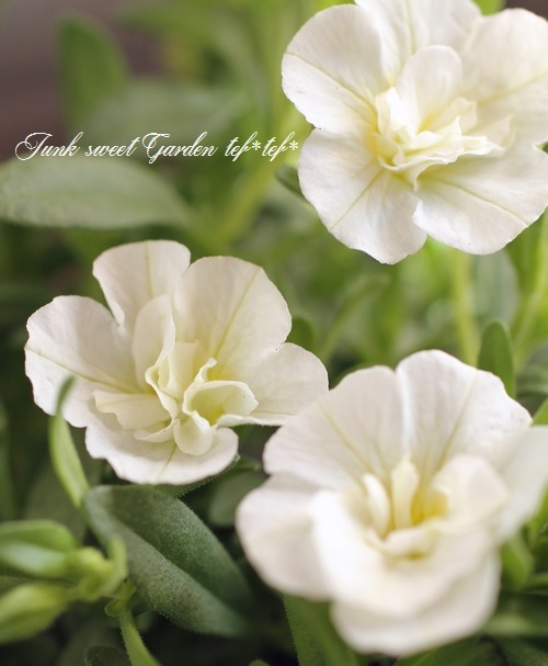 <i>Calibrachoa sp</i><BR><BR>Ȭź餭֥饳<BR>ڥƥ֥<BR>إ֥ۥ磻ȡ
