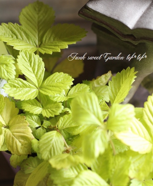 <i>Fragaria vesca</i><BR><BR>�磻��ɥ��ȥ��٥꡼<BR>�ؤ椦�ӥ�����ɡ�