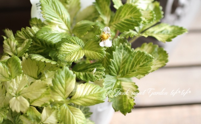<i>Fragaria vesca</i><BR><BR>�磻��ɥ��ȥ��٥꡼<BR>�ؤ椦�ӥ��奨���