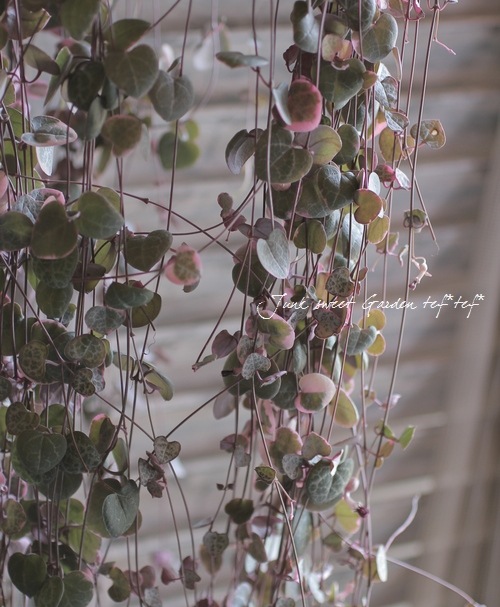 多肉植物】 斑入りハートカズラ セロペギア 『レディハート