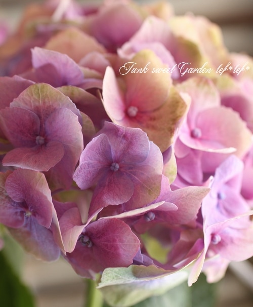 10.秋色紫陽花スワッグ 3.秋色紫陽花スワッグ 12.秋色紫陽花スワッグ