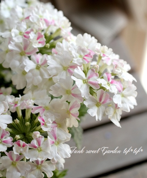 <i>Verbena spp.</i><BR><BR>���ܷϽɺ��С��٥�<BR>�إۥ磻�ȥѥե���