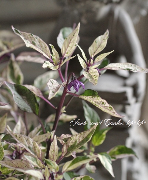 <i>Capsicum</i><BR><BR>�Ѿ��ѥȥ����饷<BR>�إ��ꥳ������ꥳ��