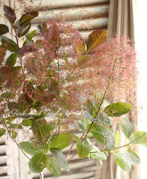 けむりの木 スモークツリー『グレース』 | すべての商品 | | Junk