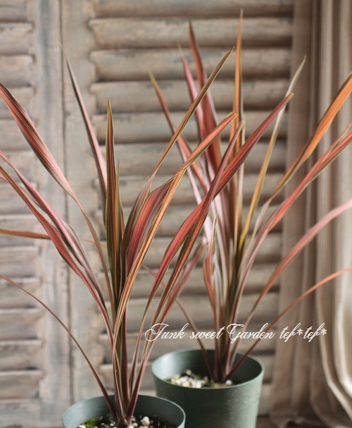 ���른��� �إ����ҡ����饷�å���