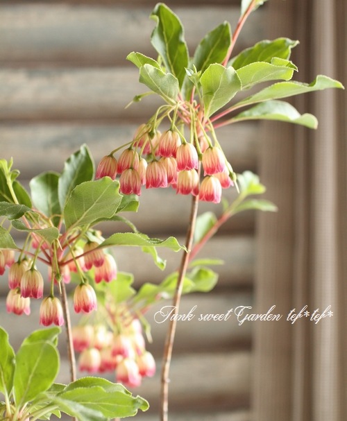 <i> Enkianthus perulatus</i><BR><BR>���ȹ��ӥɥ�����ĥĥ�