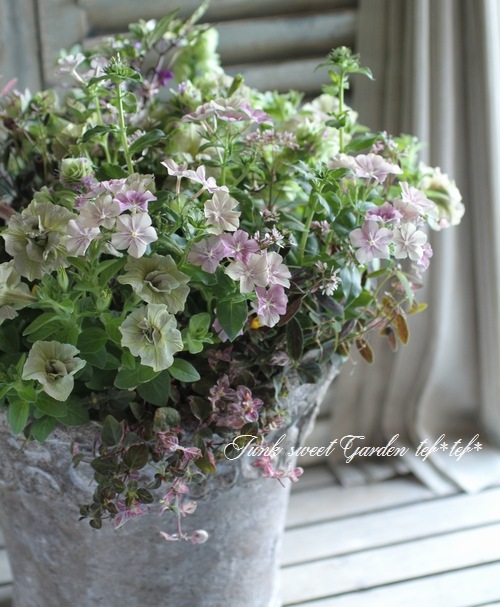 tef*tef*󤻿<BR>2015 * no67 *<BR><BR>꡼֥