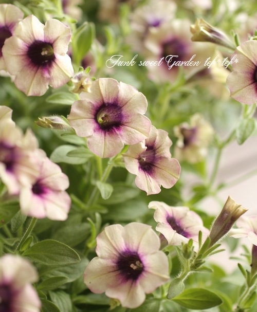<i>Petunia x hybrida</i><BR><BR>�ڥ���˥����襳�ϥ�<BR>�إԡ����ե���ǡ�������
