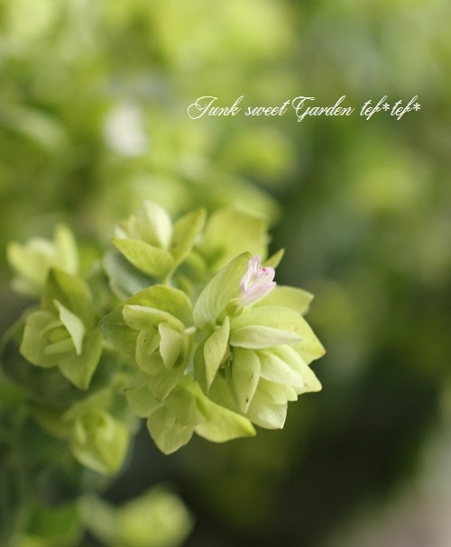 �֥��쥬�Ρ��إǥ��󥰥�ե����꡼�� ����