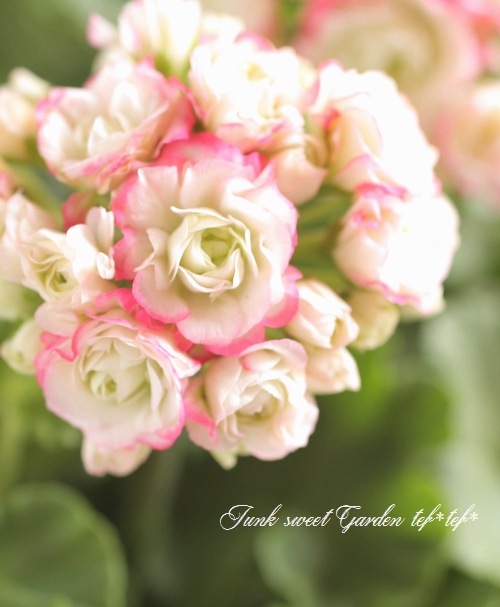 I Pelargonium Hortorum I Br Br 八重咲きゼラニウム Br キャンディブーケ すべての商品 Junk Sweet Garden Tef Tef