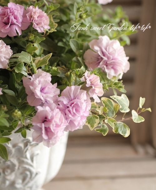 tef*tef*�󤻿���<BR>2015 * no72 *<BR><BR>Ȭ�ťڥ���˥��إѥ˥���