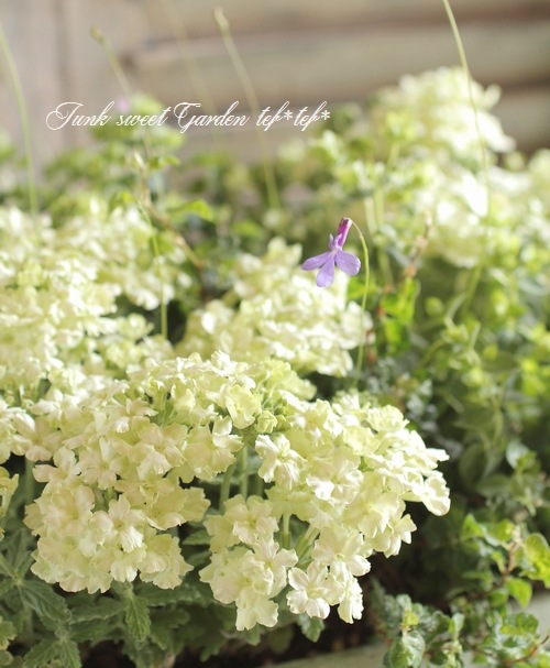 tef*tef*󤻿<BR>2015 * no74 *<BR><BR>٥ꥢإץ󥻥֥롼