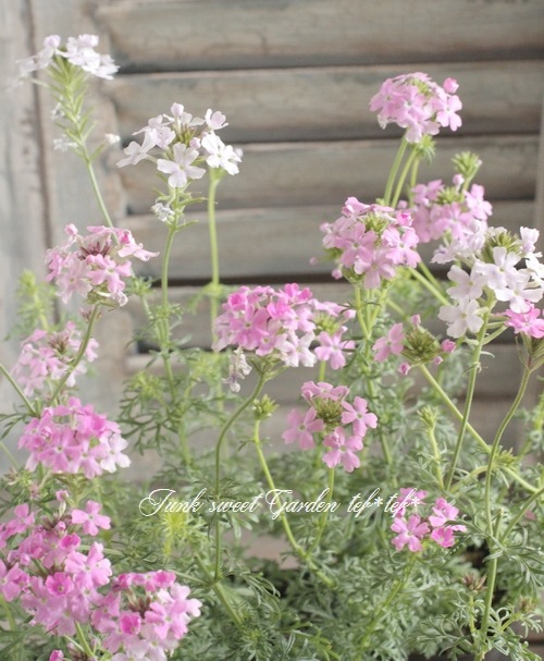 <i>Verbena tenera<i><BR><BR>�ɺ��С��٥�<BR>�С��٥ʥϥ��֥�åɸ���<BR>�إ��󥰥��MIX��