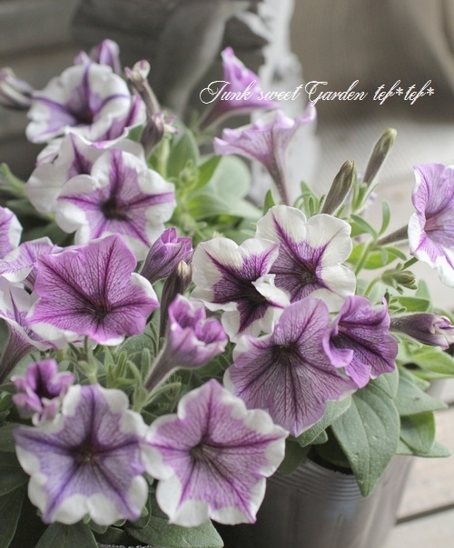<i>Petunia��hybrida</i><BR><BR>�ڥ���˥����ץ쥸�㡼<BR>�إۥ磻�ȥ�٥������������