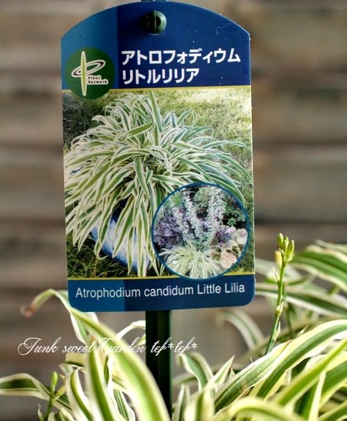 <i>Atrophodium condidum<BR><BR>ȥեǥ<BR>إȥꥢ