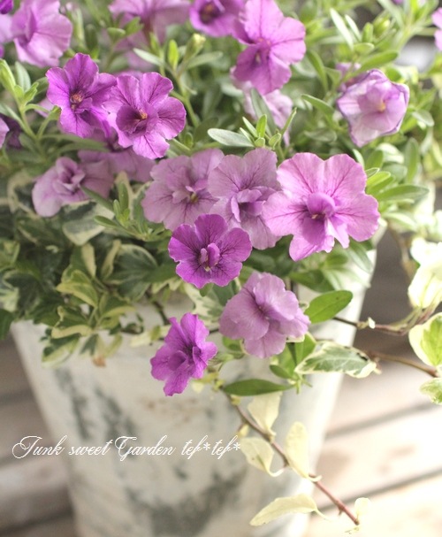 tef*tef*󤻿<BR>2015 * no78 *<BR><BR>Ȭť֥饳