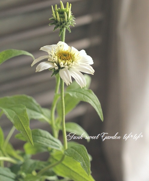 【専用】エキナセア2ポット 専用】エキナセア2ポット