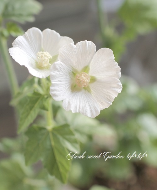 <i>Anoda dilleniana</i><BR><BR>���Υ�<BR>�إ���С����åס�