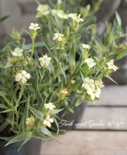i>Dianthus knappii</i><BR><BR>宿根ナデシコ<BR>ダイアンサス