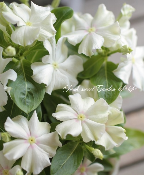 �������ݥ��ꥸ�ʥ�� �˥��˥��������إ��ޡ��ߥ�ȡ�