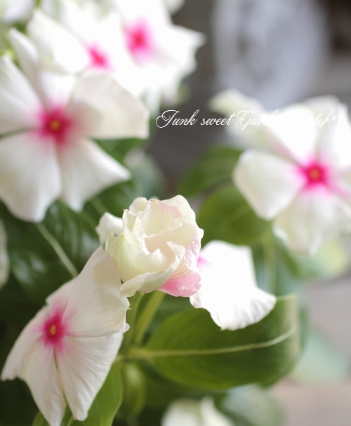 <i>Catharanthus roseus</i><BR><BR>�˥��˥�����<BR>�إ��ޡ��ߥ�ȡ���åɥ�����