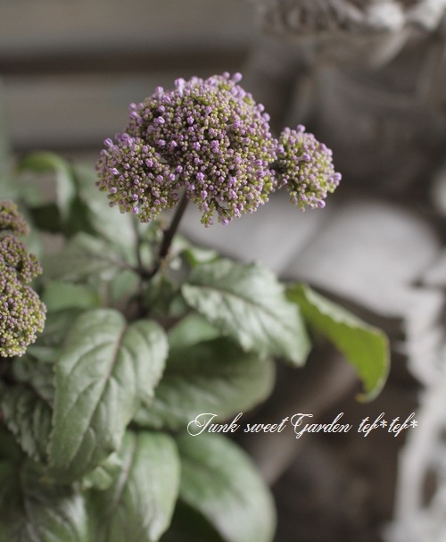 i>Trachelium caeruleum</i><BR><BR>ユウギリソウ<BR>夕霧草『銅葉