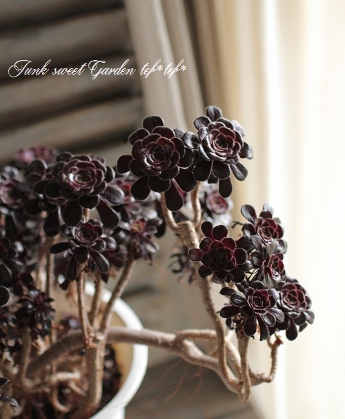 <i>Aeonium arboreum</i><BR><BR>���󥷥�󡦥������˥���<BR>�ع�ˡ�ա�