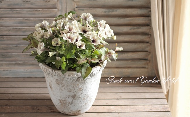 tef*tef*�󤻿���<BR>2015 * no84 *<BR><BR>�ڥ���˥��إ��ץ����Ρ�