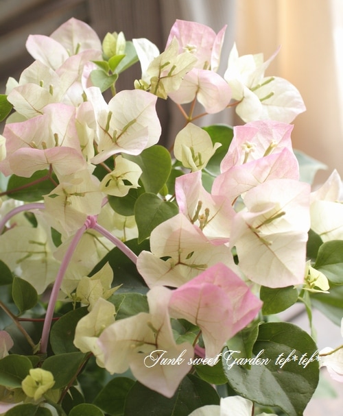 ブーゲンビリア① i>Bougainvillea</i><BR><BR>ブーゲンビリア<BR>ホワイトピンク