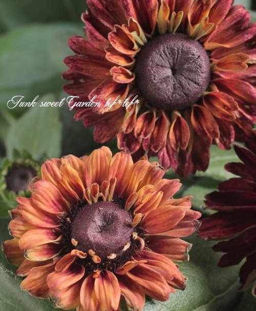 八重咲きルドベキア ルビールビー すべての商品 Junk Sweet Garden Tef Tef