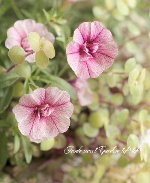 tef*tef*寄せ植え<BR>2015 * no87 *<BR><BR>カリブラコア『ダブル