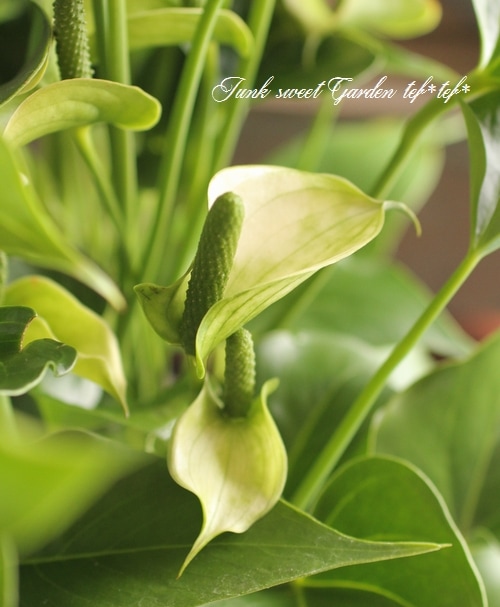 【HS】アンスリウム　BWxBW HS】アンスリウム BWxBW HS】アンスリウム BWxBW HS】アンスリウム