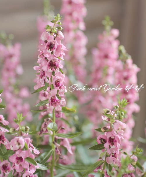 <i>Angelonia angustifolia</i><BR><BR>���󥲥��˥�<BR>�إԥ󥯡�