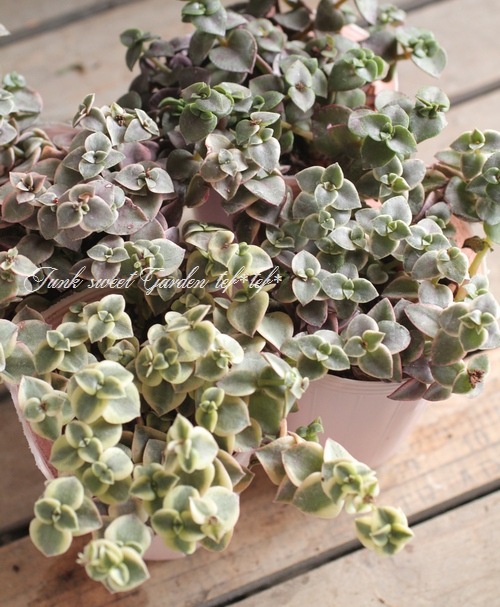 LUMINUS まとめ売り バラ売り不可 最新チラシ掲載！ラ・ムー伊予三島店 ｜LAMU 最新の特売チラシ