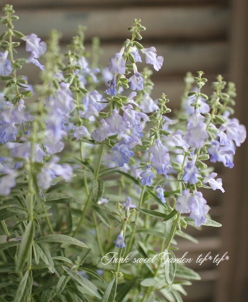 <i>Salvia azurea</i><BR><BR>����ӥ�<BR>�إ����쥢��